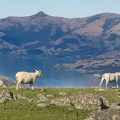 Schafe bei Akaroa